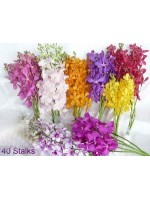 Orchids 40 Stalks 