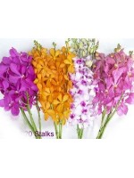 Orchids 20 Stalks