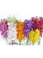 Orchids 30 Stalks